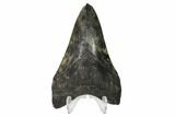 Fossil Megalodon Tooth - South Carolina #148722-1